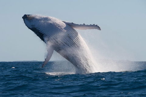 Adventure Whale Watching Tour Mooloolaba - Australian Directory 5