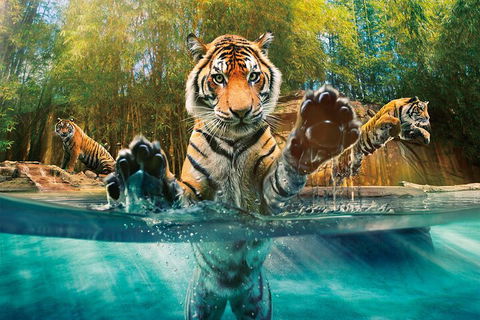 Croc Express To Australia Zoo From Gold Coast - Australian Directory 3