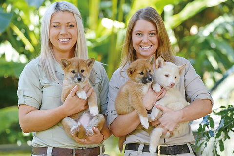 Croc Express To Australia Zoo From Gold Coast - Australian Directory 4