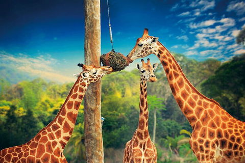 Croc Express To Australia Zoo From Gold Coast - Australian Directory 5