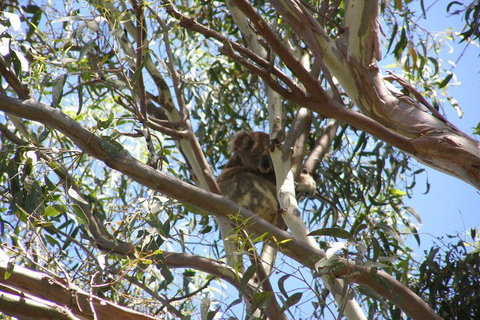 Stradbroke Island 4WD Day Trip From Brisbane - Australian Directory 0