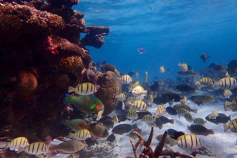 Lagoon Explorer - Ningaloo Reef Full-Day Kayaking And Snorkeling Adventure - Australian Directory 2