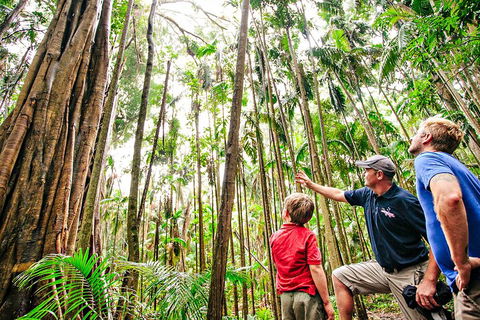 Natural Bridge & Springbrook Waterfalls Tour + Hot Air Balloon With Breakfast - Australian Directory 5