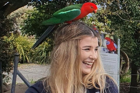 Lamington National Park, O'Reilly's & Vineyard Tour - Australian Directory 0