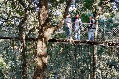 Lamington National Park, O'Reilly's & Vineyard Tour - Australian Directory 2