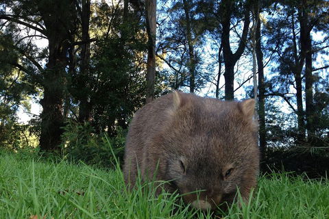 From The Mountains To The Bay - 4 Day Rediscovery Private Tour - Australian Directory 5