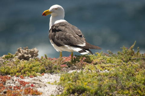 From The Mountains To The Bay - 4 Day Rediscovery Small Group Tour - Australian Directory 1