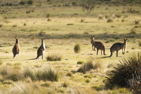 From The Mountains To The Bay - 4 Day Rediscovery Small Group Tour - Australian Directory 4