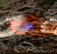 Cape Byron Aboriginal Tour - Australian Directory