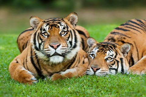 The Ultimate Gold Coast Attractions Pass - Australian Directory 2