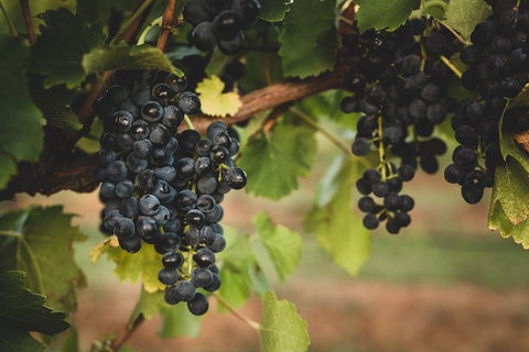 Hideaway Private Tours Hunter Valley- Indulgence Wine Tour (Full Day) - Australian Directory 3