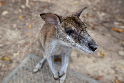 2 Day Daintree Rainforest, Cape Tribulation And Outback Chillagoe Tour - Australian Directory 4