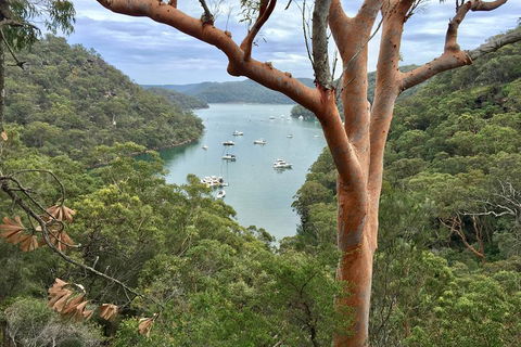 Shore Excursion: Sydney's Northern Beaches & Ku-ring-gai National Park Bus Tour - Australian Directory 1