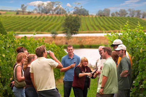 Yarra Valley Balloon Flight And Winery Tour - Australian Directory 4