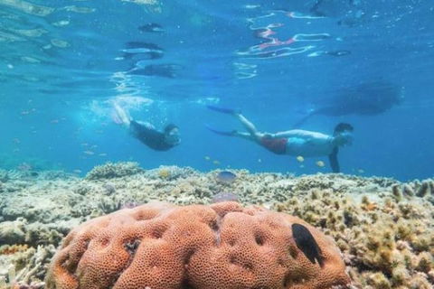 Great Barrier Reef Day Cruise To Reefworld - Australian Directory 1
