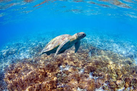 Great Barrier Reef Day Cruise To Reefworld - Australian Directory 5