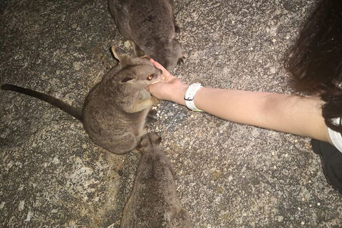 Private Tour To Paronella Park, Historic Village Herberton And Wild Life Wallaby - Australian Directory 4