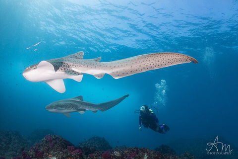 3-Hour Byron Bay Certified Scuba Diving Tour - Australian Directory 3