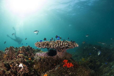 3-Hour Byron Bay Certified Scuba Diving Tour - Australian Directory 4