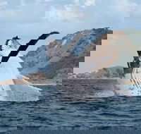 Byron Bay Whale Watching Cruise - Australian Directory