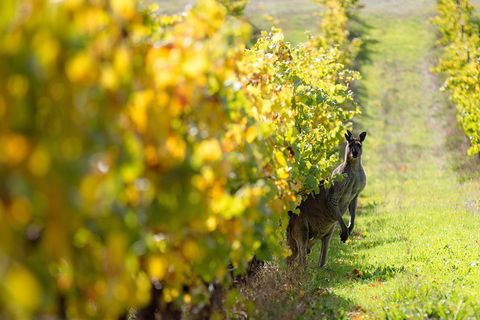 Margaret River 3 Day Escape - Australian Directory 4