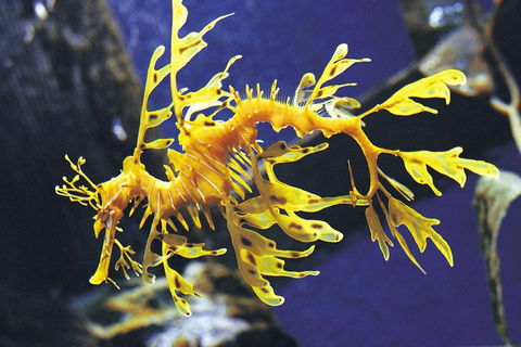 SEA LIFE Melbourne Aquarium Admission Ticket - Australian Directory 0