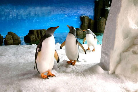 Penguin Passport At SEA LIFE Melbourne Aquarium - Australian Directory 1