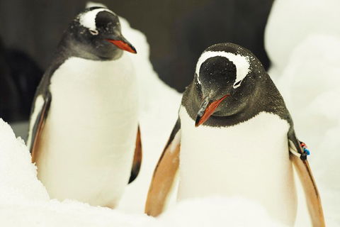 Penguin Passport At SEA LIFE Melbourne Aquarium - Australian Directory 2
