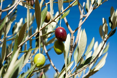 Fine Flavours - Full Day Kangaroo Island Food & Wine Tour - Australian Directory 4