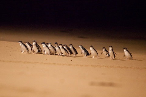 Melbourne Combo: Great Ocean Road + Phillip Island Express + Attraction Pass - Australian Directory 0