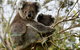Melbourne Combo: Great Ocean Road + Phillip Island Express + Attraction Pass - thumb 2
