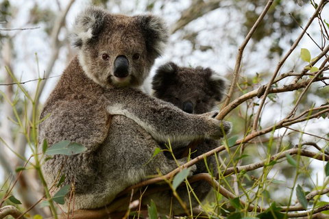 Melbourne Combo: Great Ocean Road + Phillip Island Express + Attraction Pass - Australian Directory 2