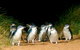 Melbourne Combo: Great Ocean Road + Phillip Island Express + Attraction Pass - thumb 3