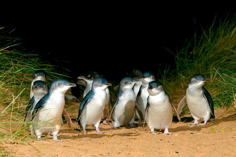 Melbourne Combo: Great Ocean Road + Phillip Island Express + Attraction Pass - Australian Directory 3