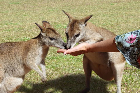 Kuranda Rainforestation & Kuranda Scenic Rail - Australian Directory 4