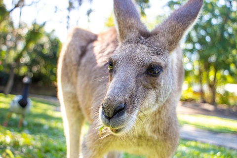 Virtual Interactive Australian Wildlife Tour With Private Guide-Wildlife Habitat - Australian Directory 2
