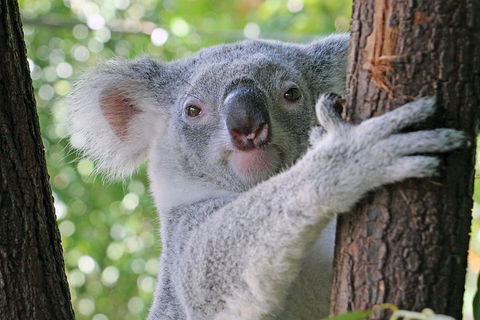 Virtual Interactive Australian Wildlife Tour With Private Guide-Wildlife Habitat - Australian Directory 3