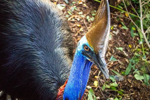Virtual Interactive Australian Wildlife Tour With Private Guide-Wildlife Habitat - Australian Directory 5