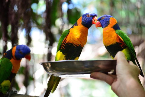 Wildlife Habitat Port Douglas - Australian Directory 0