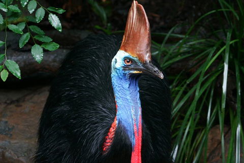 Wildlife Habitat Port Douglas - Australian Directory 3