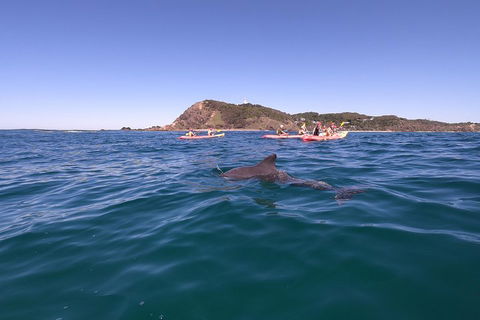 Kayaking With Dolphins In Byron Bay Guided Tour - Australian Directory 5