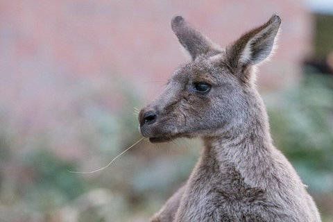 Grampians National Park With Kangaroos And MacKenzie Falls From Melbourne - Australian Directory 0