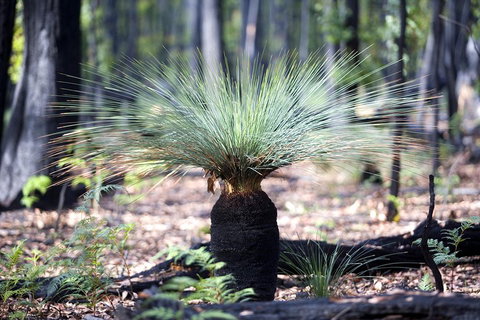 Grampians National Park With Kangaroos And MacKenzie Falls From Melbourne - Australian Directory 5
