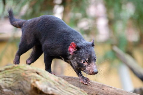 Kangaroos & Koala Encounter Experience (Half Day Private Tour) - Australian Directory 1