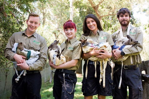Kangaroos & Koala Encounter Experience (Half Day Private Tour) - Australian Directory 3