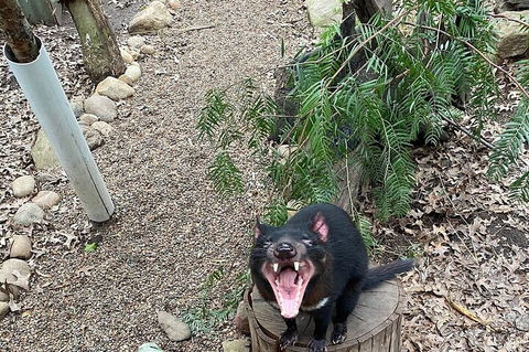 Featherdale Wildlife Park General Admission - Australian Directory 1