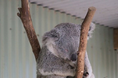 Featherdale Wildlife Park General Admission - Australian Directory 3