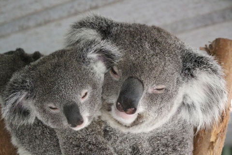 Featherdale Wildlife Park General Admission - Australian Directory 4