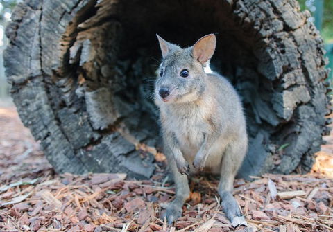 Featherdale Wildlife Park General Admission - Australian Directory 5