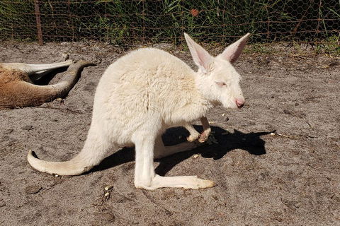 Very Best Of Perth Tour - Wildlife Park & City Highlights Tour - Australian Directory 3